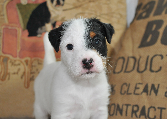 Barsetta parson hot sale russell terriers